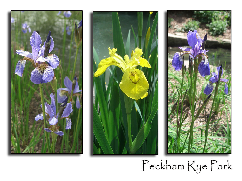 3 iris panels - Peckham Rye Park - 19 5 07