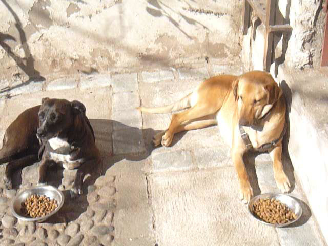 Jirafa y Perla