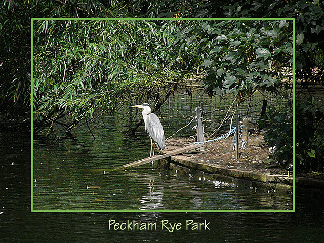 Heron Peckham Rye Park 14 8 08