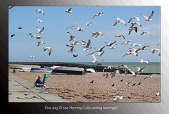 Gulls' teatime - Seaford - 9.5.2013