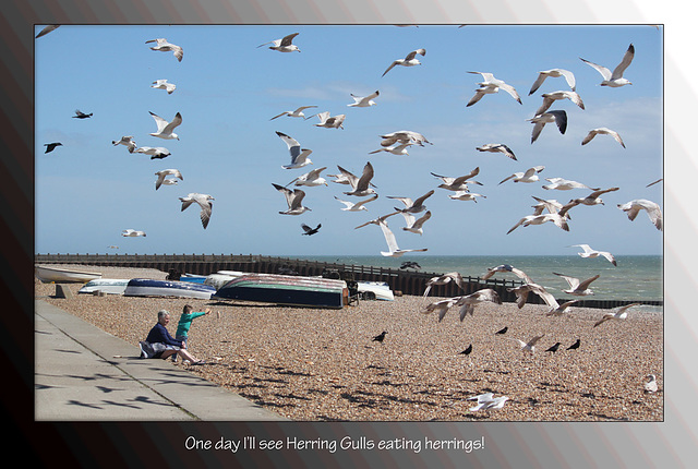 Gulls' teatime - Seaford - 9.5.2013