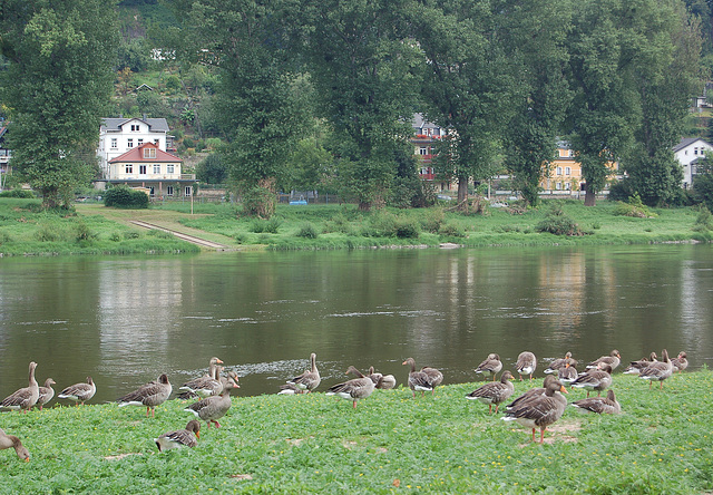 Grizaj anseroj (Graugänse)