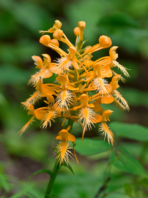 Platanthera ciliaris (Yellow fringed orchid)