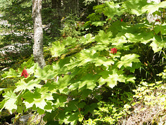 Near Bijoux Falls.