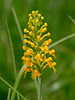 Platanthera cristata (Crested fringed orchid)