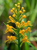 Platanthera cristata (Crested fringed orchid)