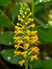 Platanthera cristata (Crested fringed orchid)