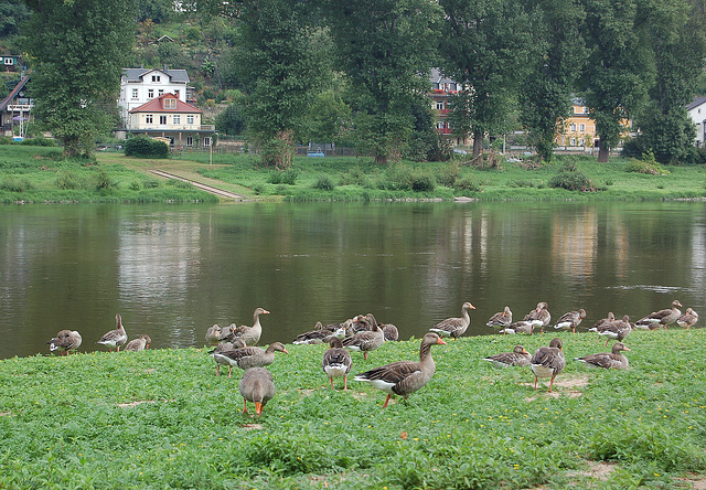 Grizaj anseroj (Graugänse)