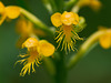 Platanthera cristata (Crested fringed orchid)