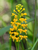 Platanthera cristata (Crested fringed orchid)