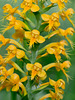 Platanthera cristata (Crested fringed orchid)