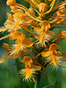 Platanthera ciliaris (Yellow fringed orchid)