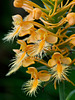 Platanthera ciliaris (Yellow fringed orchid)