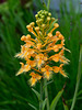 Platanthera ciliaris (Yellow fringed orchid)