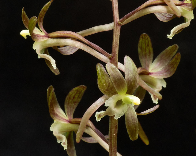 Tipularia discolor (Crane-fly orchid)