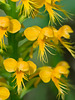 Platanthera cristata (Crested fringed orchid)