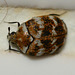 Varied Carpet Beetle, Anthrenus verbasci ,approx 2mm