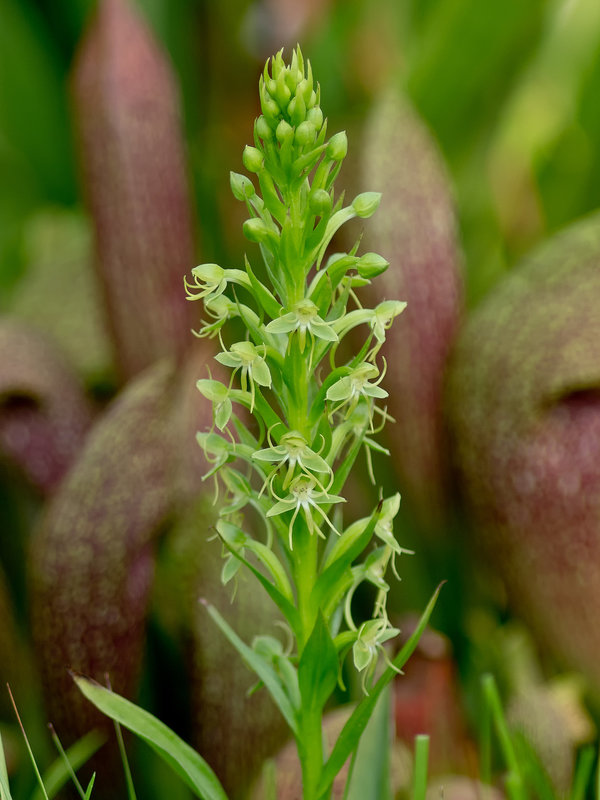 Habenaria repens (Water-spider orchid)