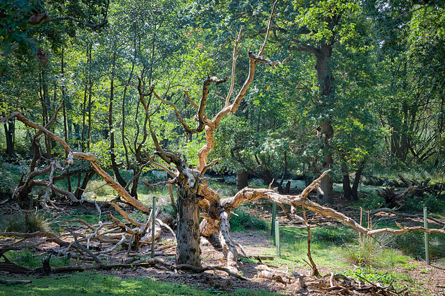 Ents are watching