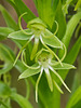 Habenaria repens (Water-spider orchid)