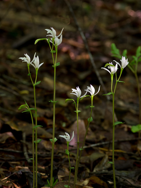 Triphora trianthophora (Three-birds orchid)