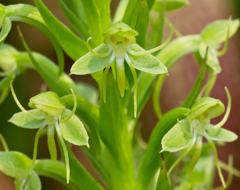 Habenaria repens (Water-spider orchid)