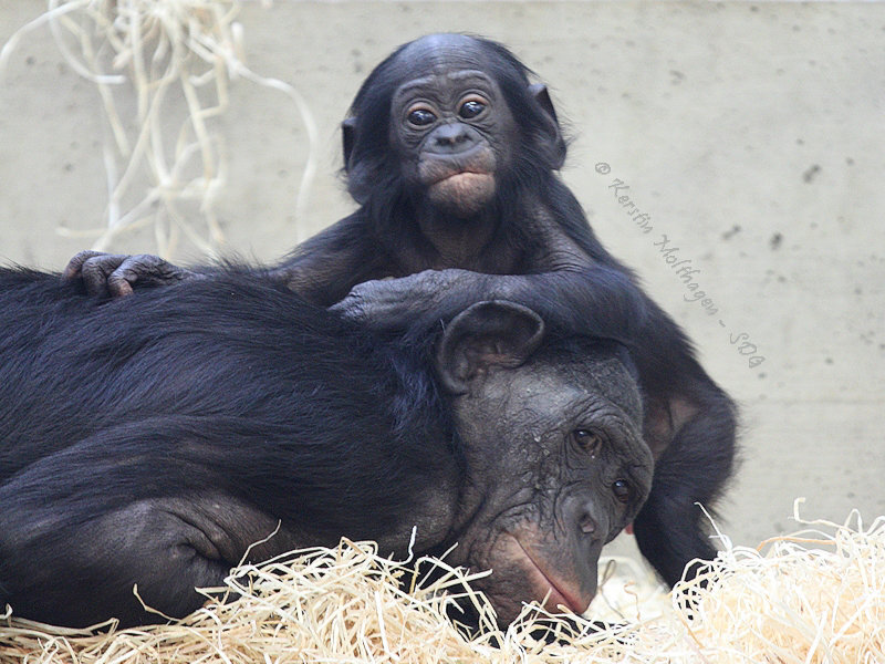 Mama auf dem Kopf herumtanzen (Wilhelma)