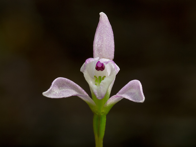 Triphora trianthophora (Three-birds orchid)