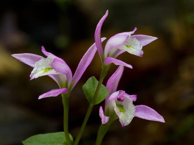 Triphora trianthophora (Three-birds orchid)