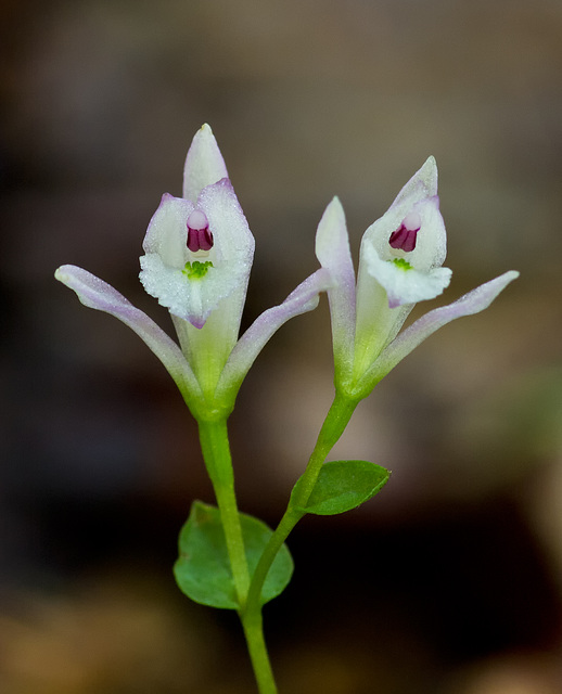 Triphora trianthophora (Three-birds orchid)