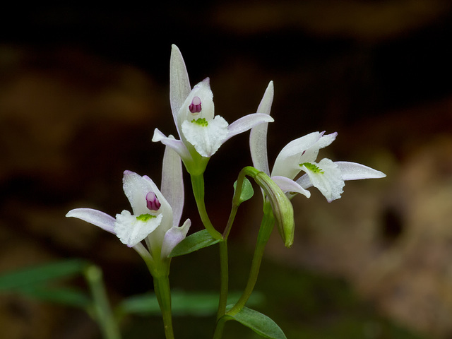 Triphora trianthophora (Three-birds orchid)