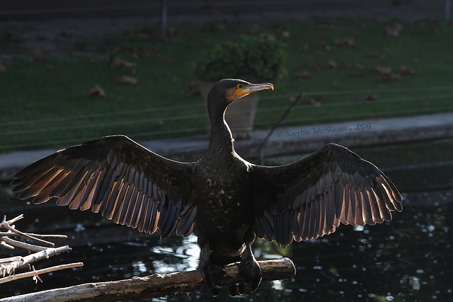 Kormoran in der Morgensonne (Wilhelma)