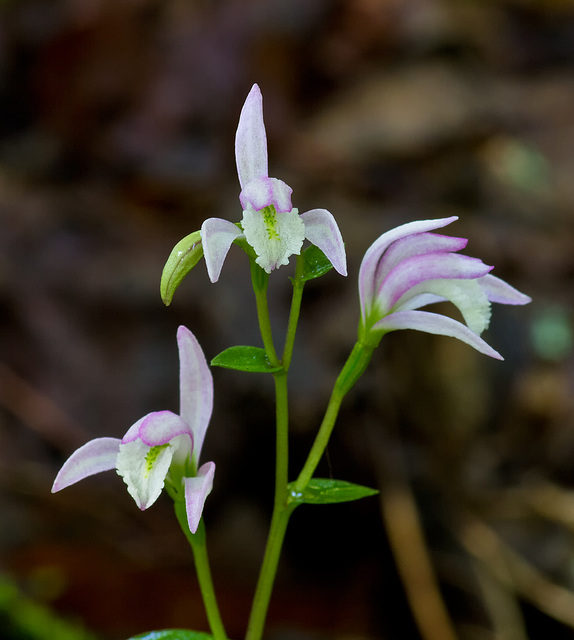 Triphora trianthophora (Three-birds orchid)