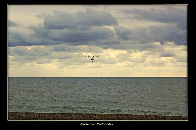 Geese over Seaford Bay 8 10 2011