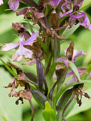 Platanthera shriveri (?) (Shriver's frilly orchid)