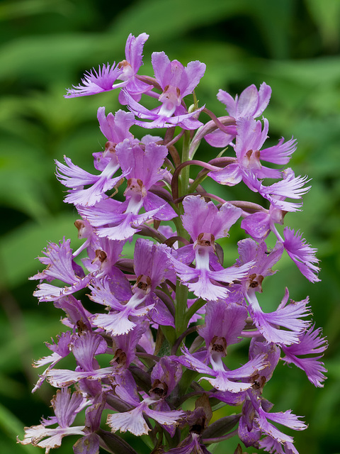 Platanthera shriveri (?) (Shriver's frilly orchid)