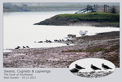 Swans Cygnets & Lapwings Southease 10 11 2011