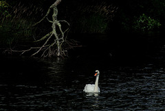 black water swan