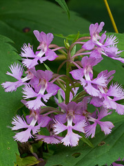 Platanthera shriveri (?) (Shriver's frilly orchid)