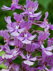 Platanthera shriveri (?) (Shriver's frilly orchid)