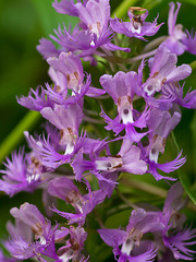 Platanthera shriveri (?) (Shriver's frilly orchid)