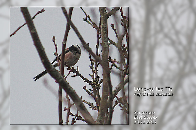 Long-tailed Tit - Southease - 10.11.2011