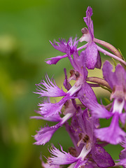 Platanthera shriveri (?) (Shriver's frilly orchid)