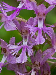 Platanthera shriveri (?) (Shriver's frilly orchid) + crab spider