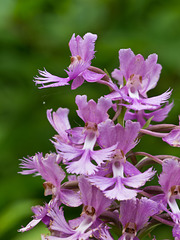 Platanthera shriveri (?) (Shriver's frilly orchid)