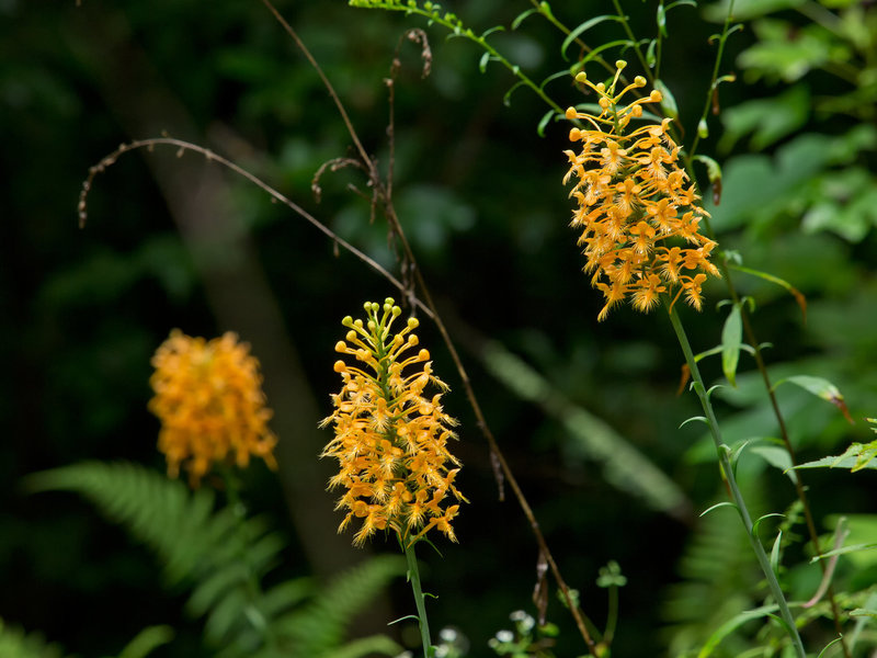 Platanthera ciliaris (Yellow fringed orchid)