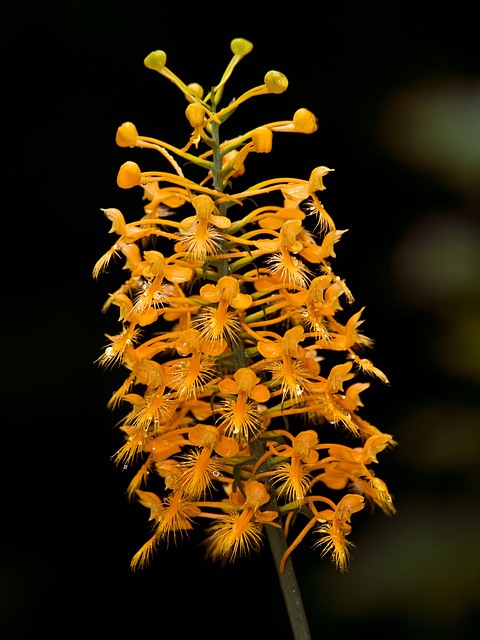 Platanthera ciliaris (Yellow fringed orchid)