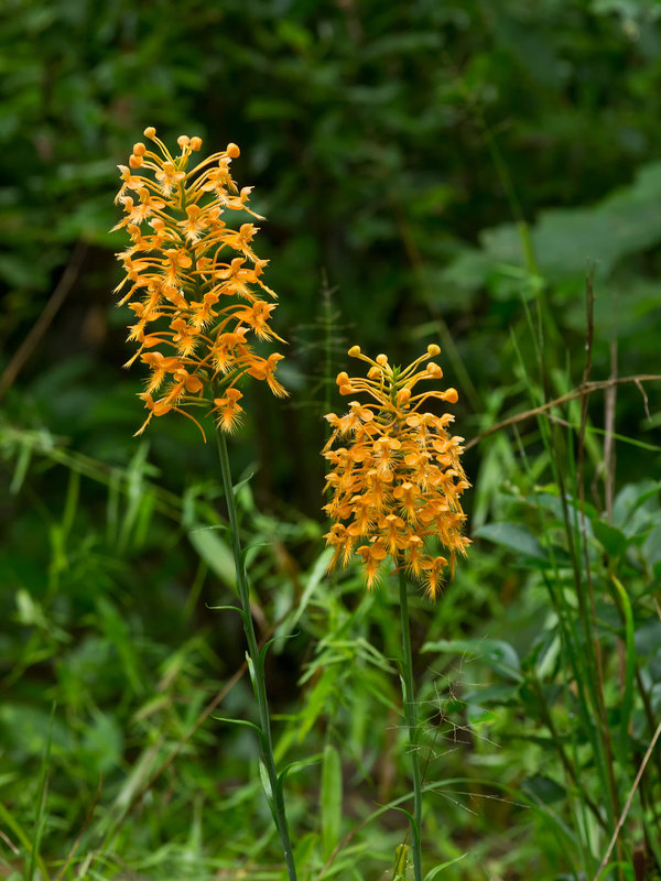 Platanthera ciliaris (Yellow fringed orchid)