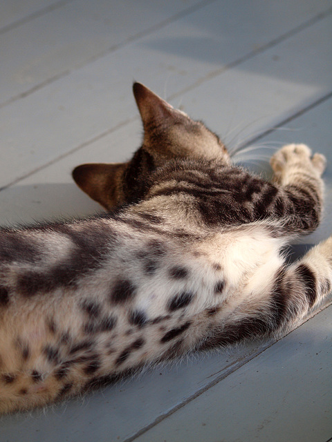 spotty belly