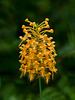 Platanthera ciliaris (Yellow fringed orchid)
